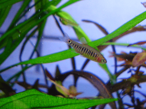 Emerald Dwarf Rasbora aquarium fish