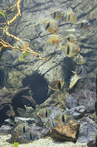 Emperor Blue Hook Silver Dollar aquarium fish