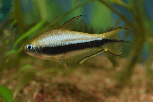 Emperor Tetra aquarium fish