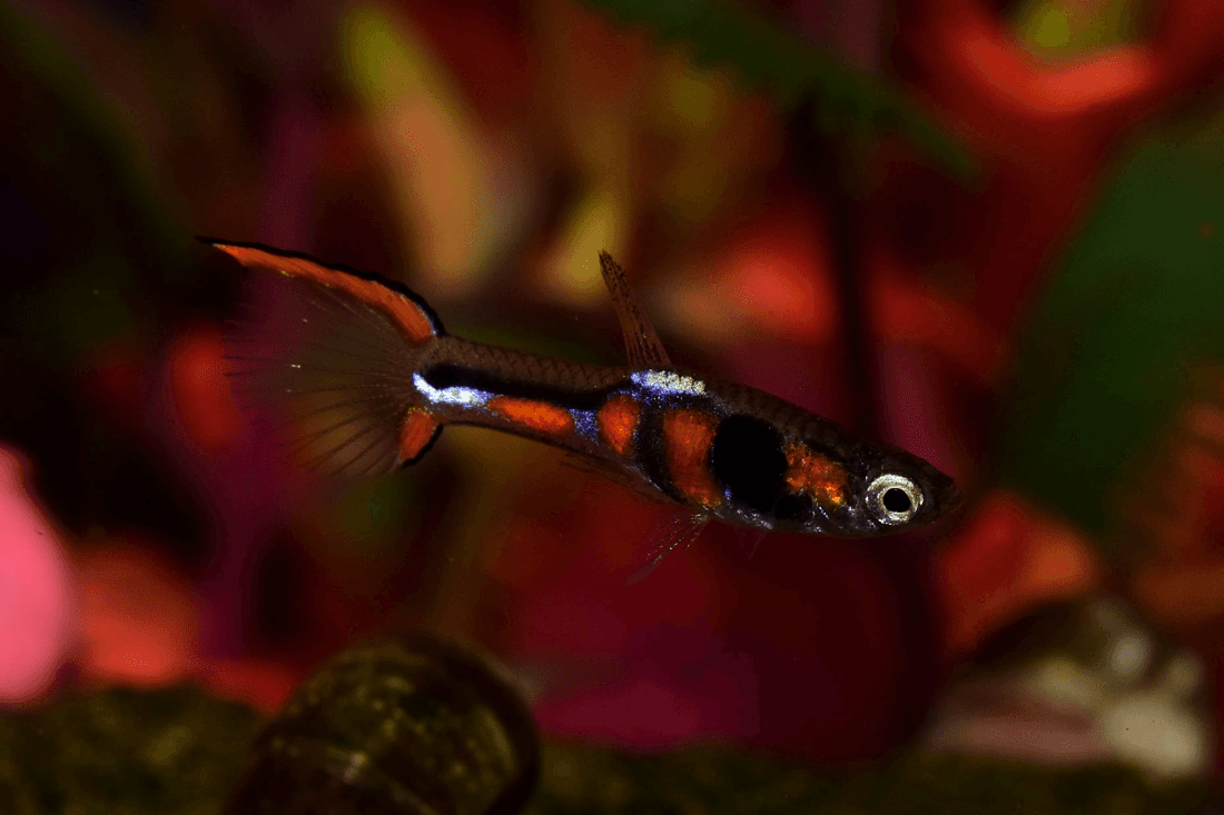 Endler's Livebearer aquarium fish