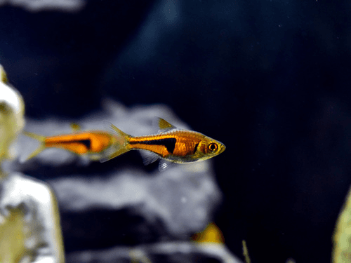 Espei Rasbora aquarium fish