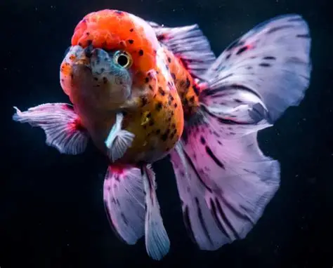 Fancy Goldfish aquarium fish