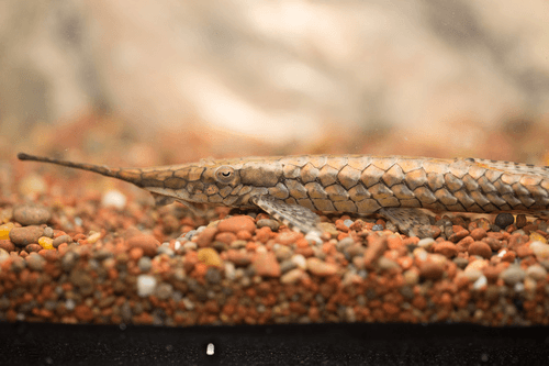 Farlowella Catfish aquarium fish