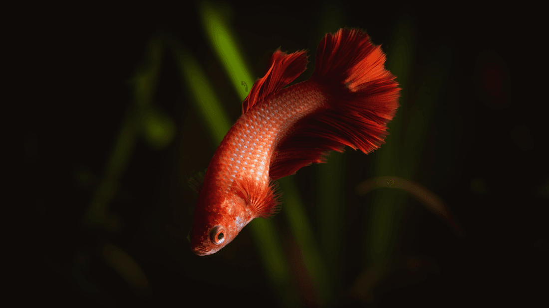 Female Betta aquarium fish
