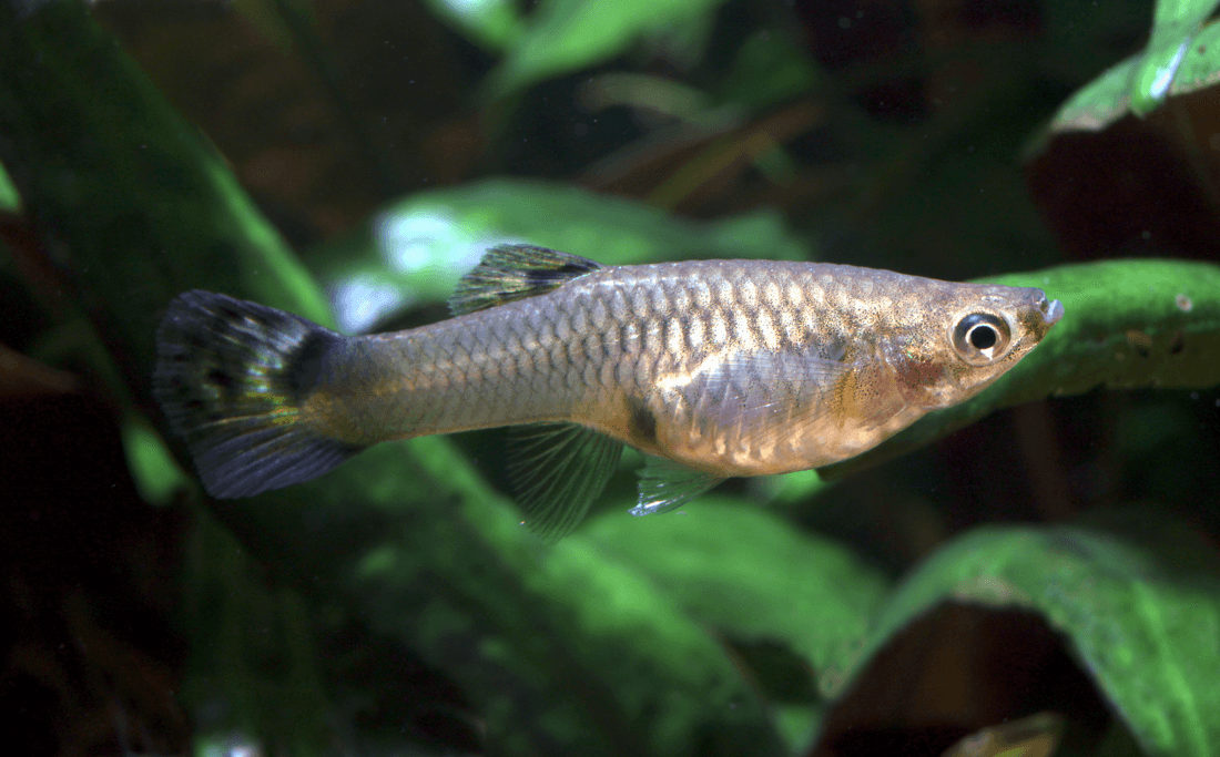 Female Guppy aquarium fish