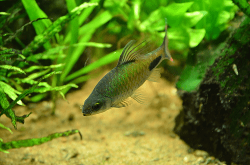 Filament Barb aquarium fish