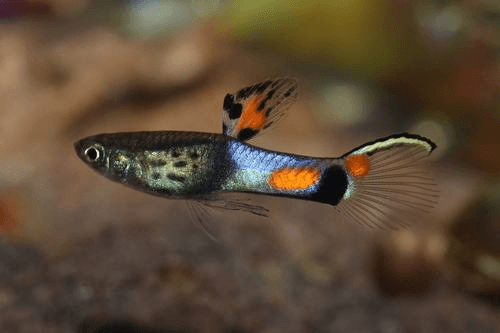 Fire Endler Guppy aquarium fish