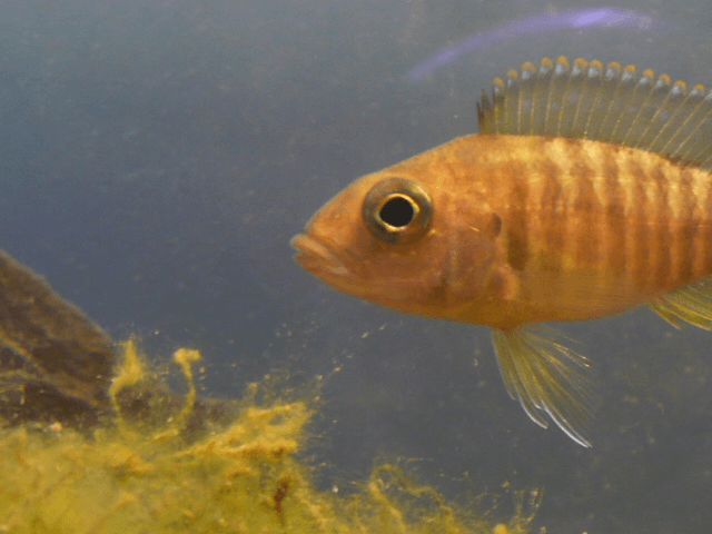 Fire Red Peacock Cichlid aquarium fish