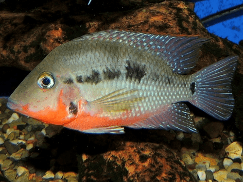 Firemouth Cichlid aquarium fish