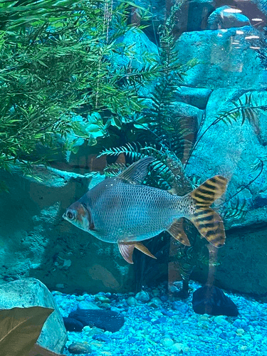 Flagtail Prochilodus aquarium fish