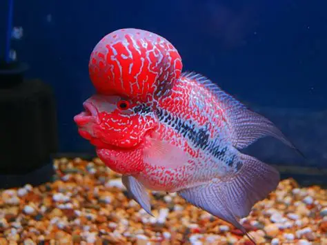 Flowerhorn Cichlid aquarium fish