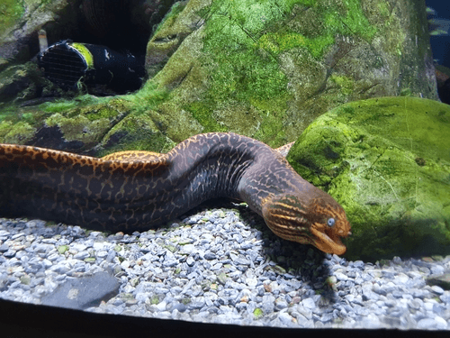 Freshwater Moray Eel aquarium fish