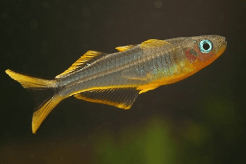 Furcatus Rainbowfish aquarium fish