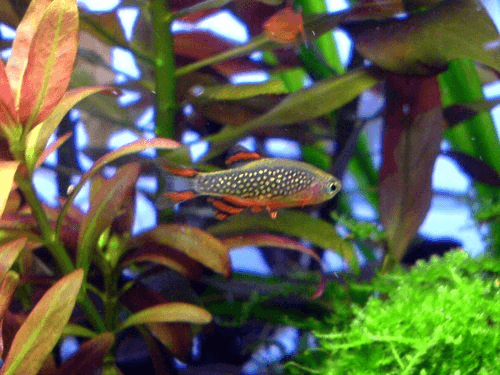 Galaxy Rasbora aquarium fish