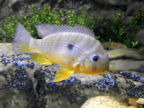 Geophagus/Gymnogeophagus Balzanii Cichlid aquarium fish