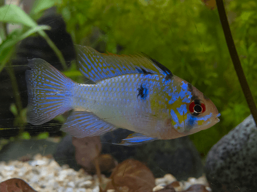 German Blue Ram aquarium fish