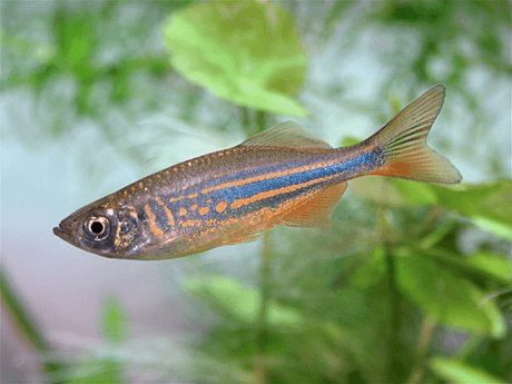 Giant Danio aquarium fish