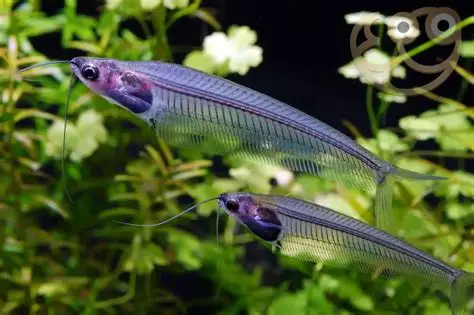 Glass Catfish aquarium fish