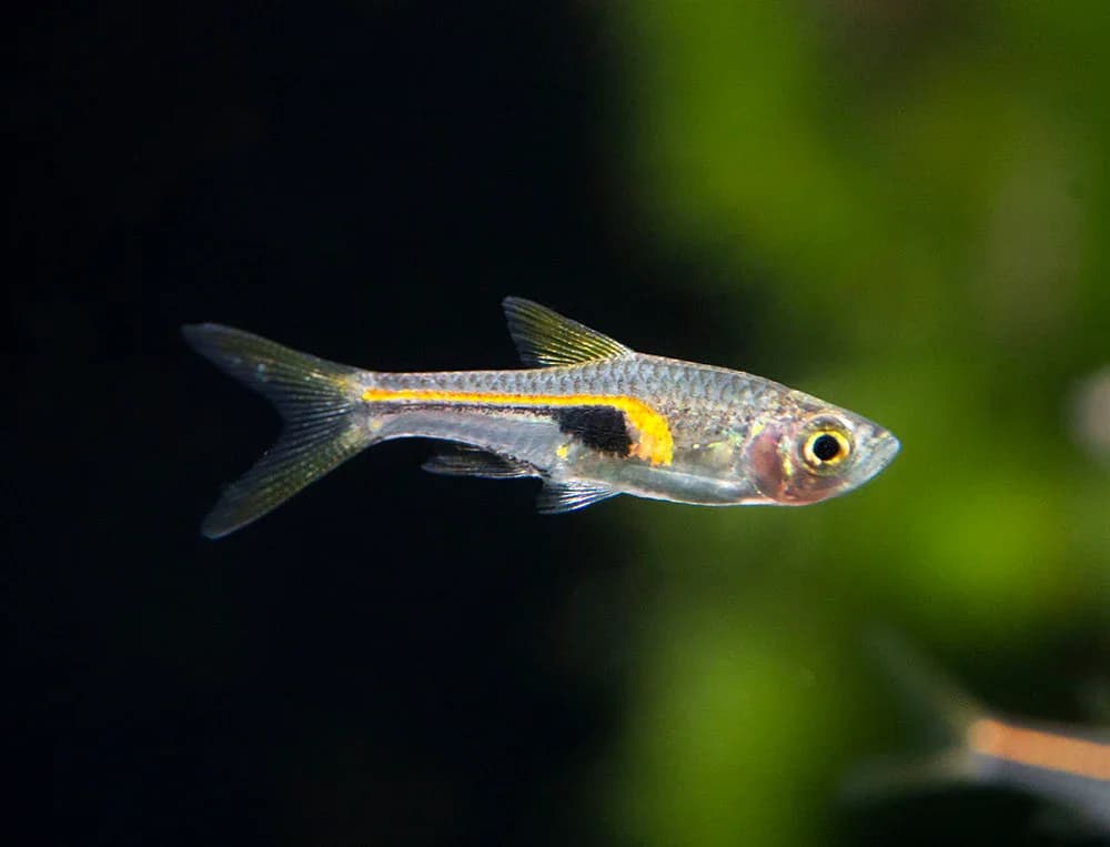 Glowlight Rasbora, a peaceful freshwater aquarium species