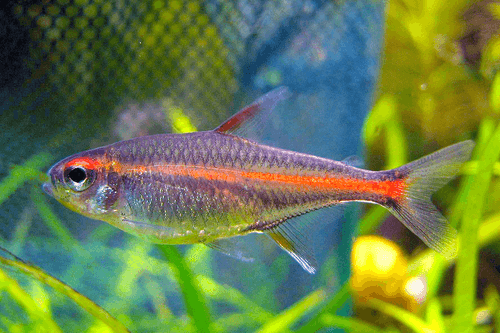 Glowlight Tetra aquarium fish