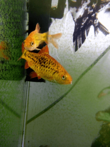 Gold Barb aquarium fish