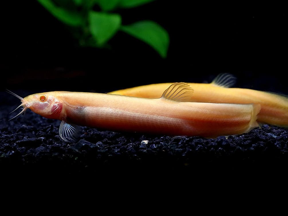 Gold Dojo Loach aquarium fish