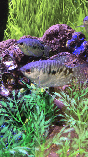 Gold Gourami aquarium fish