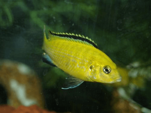Gold Lab Cichlid aquarium fish
