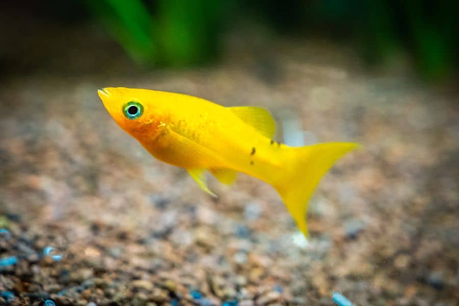 Gold Lyretail Molly aquarium fish
