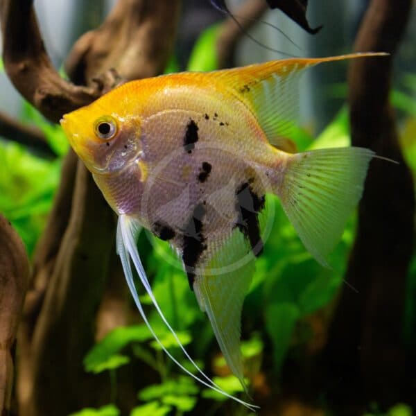 Gold Marble Angelfish aquarium fish