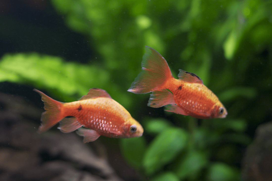 Gold Neon Rosy Barb aquarium fish