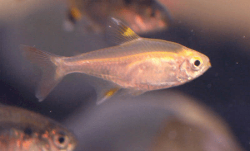 Gold Pristella Tetra aquarium fish