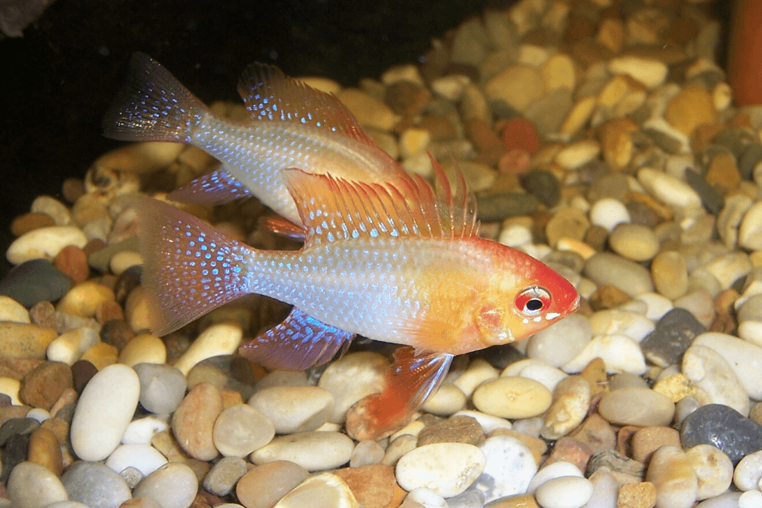 Gold Ram Cichlid aquarium fish