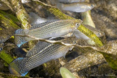 Gold Sailfin Molly aquarium fish