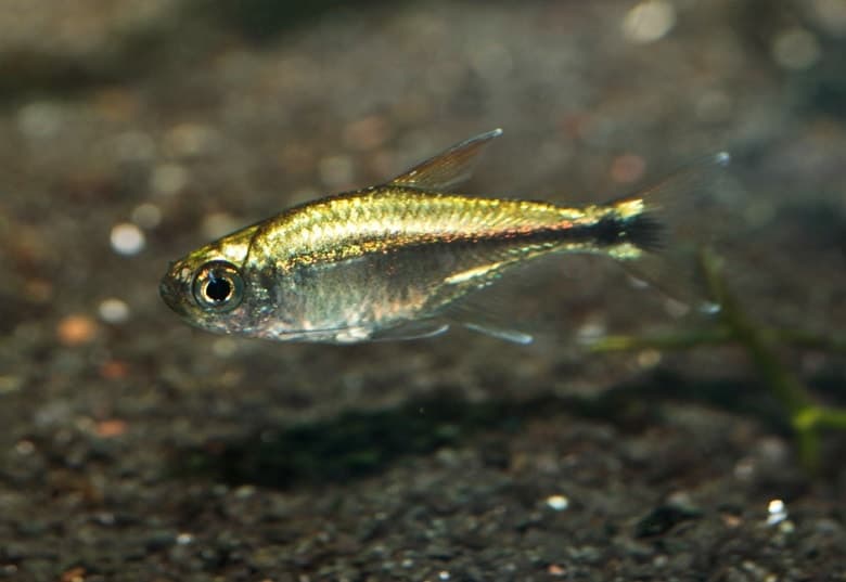 Gold Tetra aquarium fish