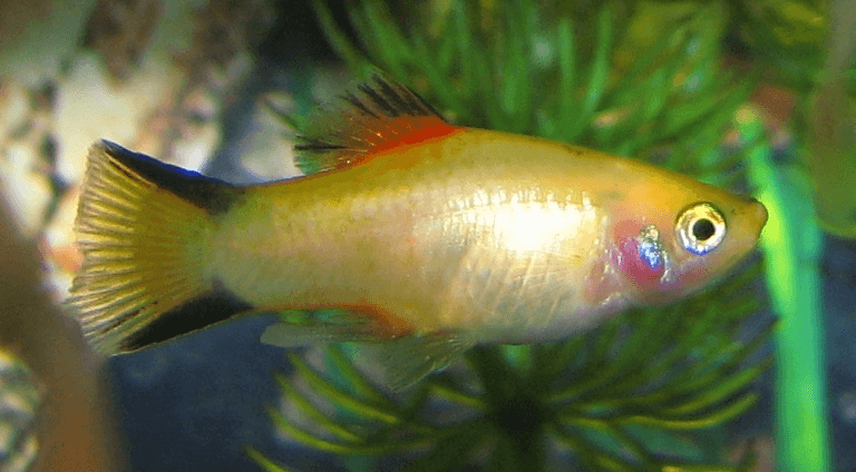 Gold Twin Bar Platy aquarium fish