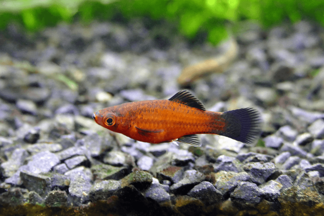 Gold Wag Swordtail aquarium fish