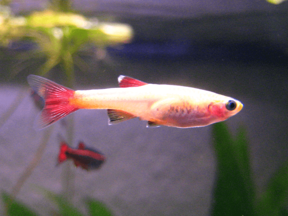 Gold White Cloud aquarium fish