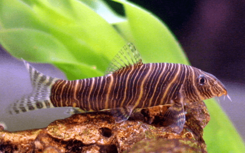 Gold Zebra Loach aquarium fish