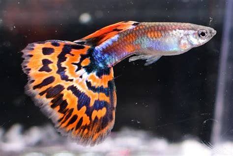 Golden Red Mosaic Guppy aquarium fish