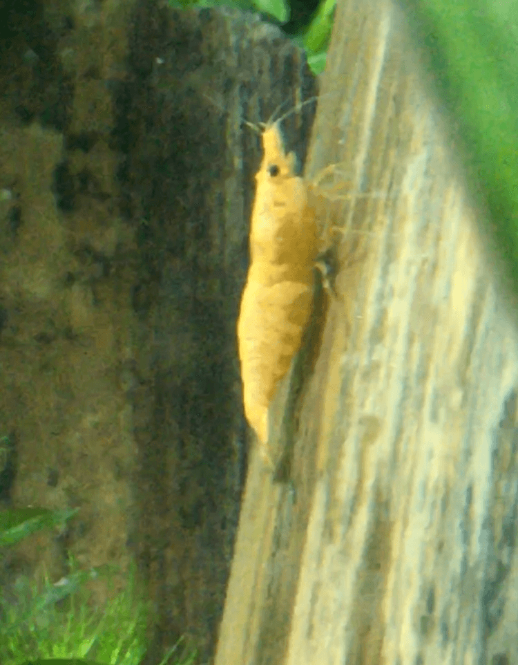 Golden/Yellow Shrimp aquarium fish