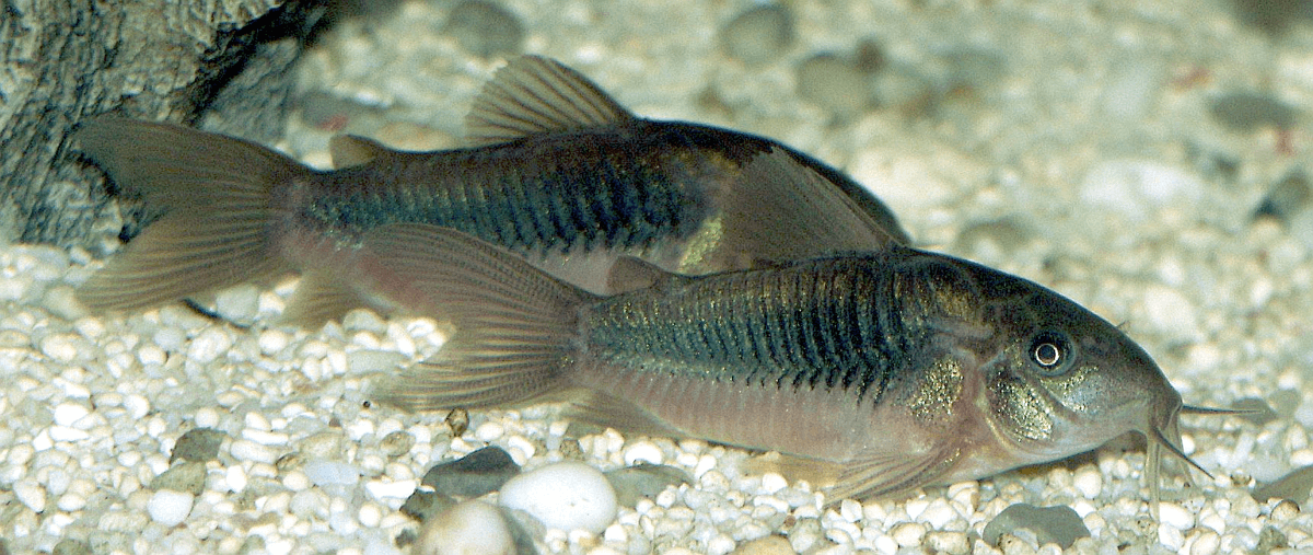 Green Aeneus Cory Catfish aquarium fish