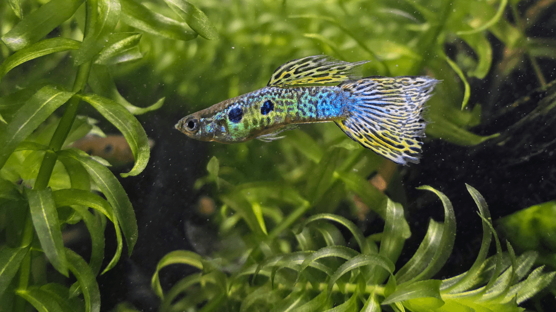 Green Cobra Guppy aquarium fish