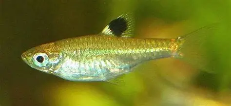 Green-eye/Eyespot Rasbora aquarium fish