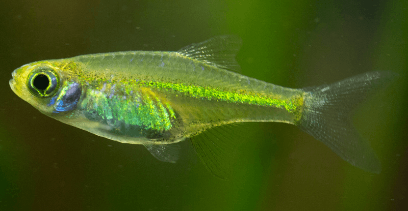 Green Neon Rasbora aquarium fish