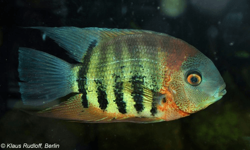 Green Severum Cichlid aquarium fish