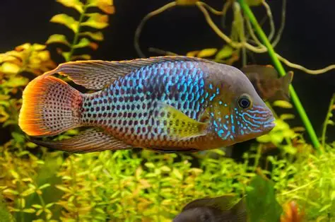 Green Terror Cichlid aquarium fish