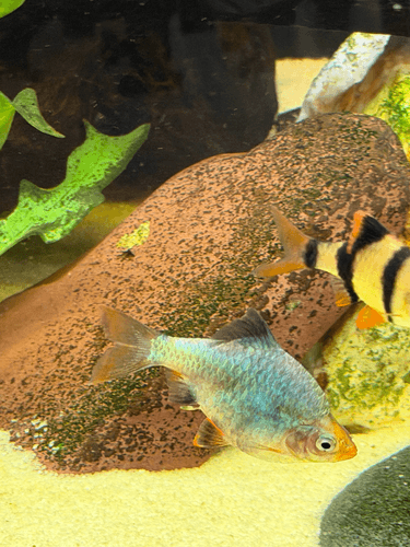 Green Tiger Barb aquarium fish