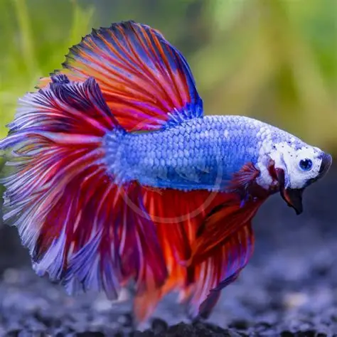 Halfmoon Betta aquarium fish