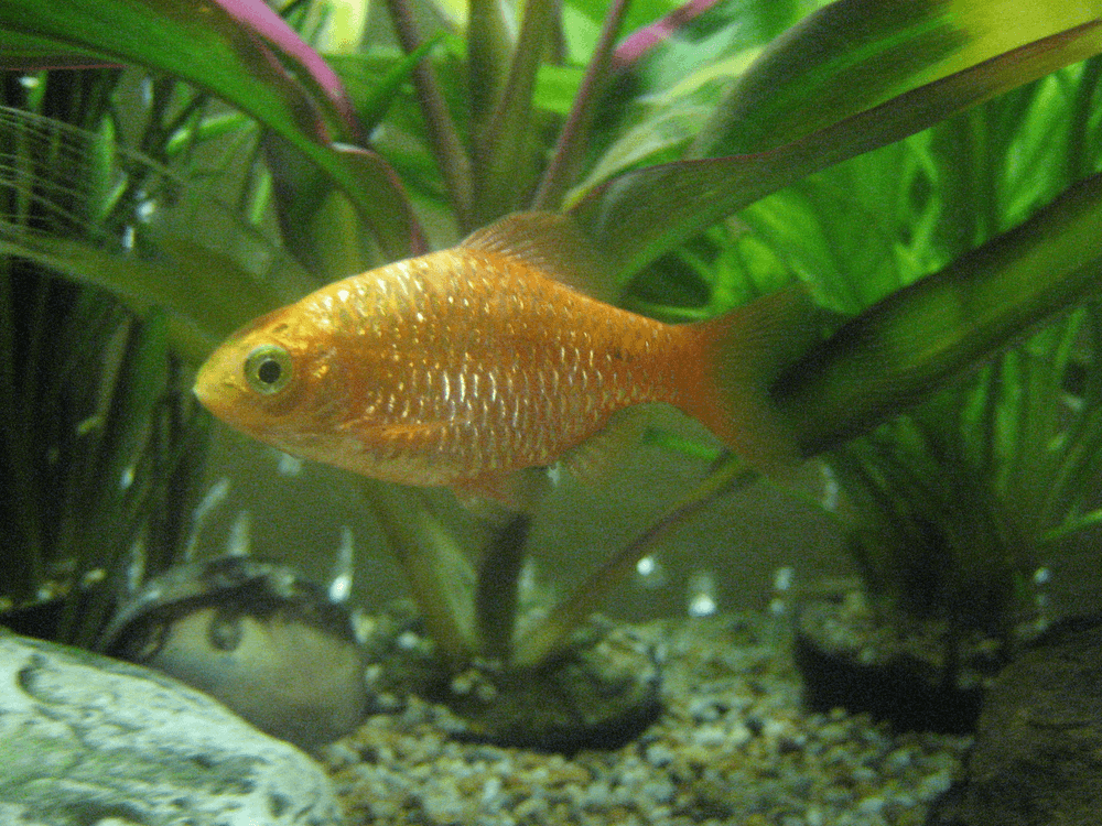 Hi Fin Rosy Barb aquarium fish